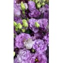 LISIANTHUS DOBLE METALIC BLUE
