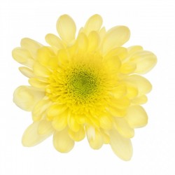 MARGARITA NACIONAL RADOTS AMARILLA