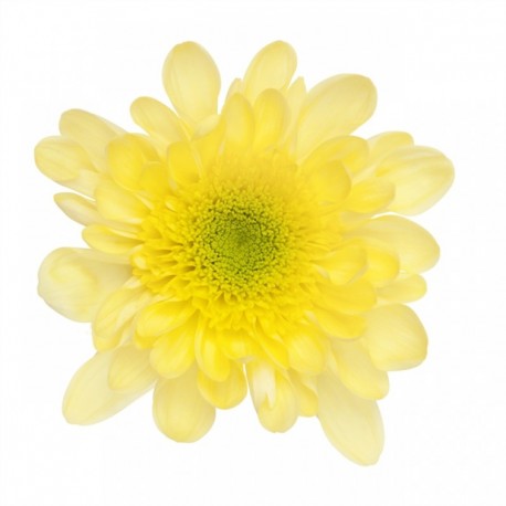 MARGARITA NACIONAL RADOTS AMARILLA