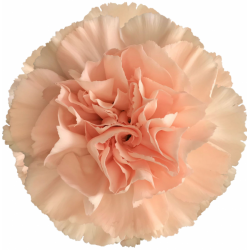 CLAVEL COLOMBIANO FANCY PEACH