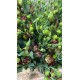 LISIANTHUS DOBLE MARRON