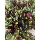 LISIANTHUS DOBLE MARRON