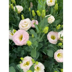 LISIANTHUS DOBLE CHAMPAN