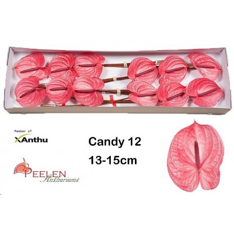 SANTOS-ANTHURIUM CANDY ROSA X16 HOL