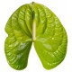 SANTOS-ANTHURIUM GRAND SLAM VERDE X16 HOL