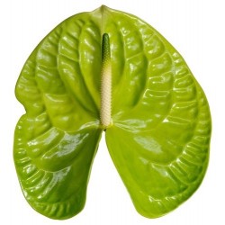 SANTOS-ANTHURIUM GRAND SLAM VERDE X16 HOL