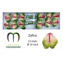 SANTOS-ANTHURIUM ZAFIRA ROSA/VERDE X16 HOL