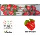 SANTOS-ANTHURIUM AMIGO ROJO/VERDE X12 HOL