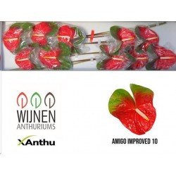 SANTOS-ANTHURIUM AMIGO ROJO/VERDE X12 HOL