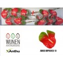 SANTOS-ANTHURIUM AMIGO ROJO/VERDE X12 HOL