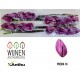 SANTOS-ANTHURIUM PREVIA X16 HOL
