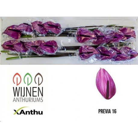 SANTOS-ANTHURIUM PREVIA X16 HOL