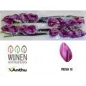 SANTOS-ANTHURIUM PREVIA X16 HOL