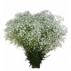 SANTOS-PANICULATA NACIONAL MIRABELLA