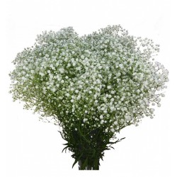 SANTOS-PANICULATA NACIONAL MIRABELLA