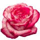 SANTOS-ROSA ECU BICOLOR MAGIC TIMES 50 CM X25 