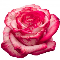 SANTOS-ROSA ECU BICOLOR MAGIC TIMES 50 CM X25 
