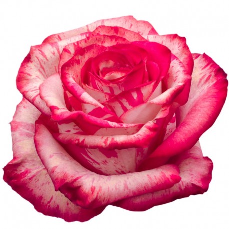 SANTOS-ROSA ECU BICOLOR MAGIC TIMES 50 CM X25 