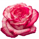 SANTOS-ROSA ECU BICOLOR MAGIC TIMES 50 CM X25 