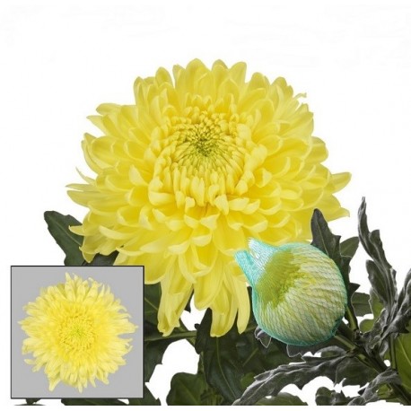SANTOS-CRISANTEMO UNIFLOR MAGNUM AMARILLO