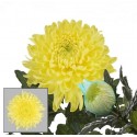 SANTOS-CRISANTEMO UNIFLOR MAGNUM AMARILLO