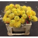 SANTOS-PROTEA AMARILLA X5 TALLOS