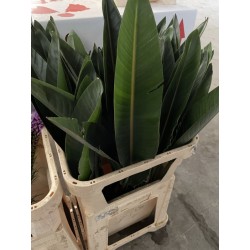 STERLITZIA HOJA 100 CM