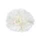 CLAVEL NACIONAL BLANCO 1ª