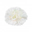 CLAVEL NACIONAL BLANCO 1ª