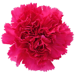 CLAVEL NACIONAL FUCSIA 1ª (tallo fino)