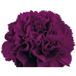 CLAVEL NACIONAL MORADO 1ª