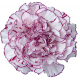 CLAVEL NACIONAL BICOLOR LILA 1ª