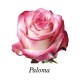 ROSA ECU PALOMA BICOLOR ROSA 40 CM X25
