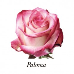 ROSA ECU PALOMA BICOLOR ROSA 40 CM X25