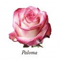 ROSA ECU PALOMA BICOLOR ROSA 40 CM X25