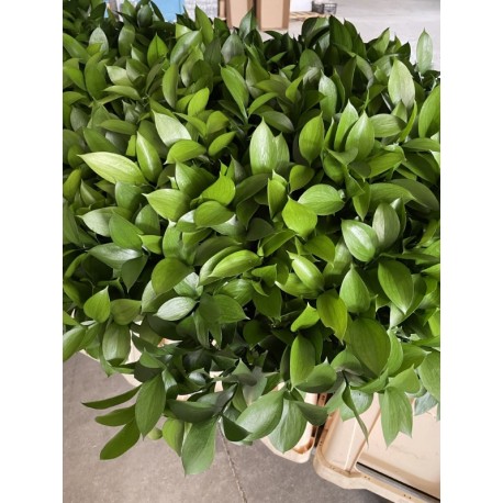 RUSCUS NACIONAL 70 CM