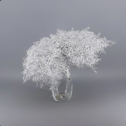 CORAL FERN PRESERVADO PLATA