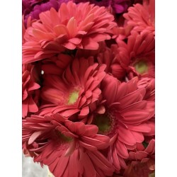 GERBERA CORAL