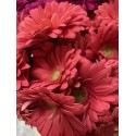 GERBERA CORAL