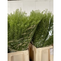 THLASPI GREEN BELL X25