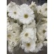 GERBERA BLANCA EX