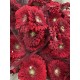 GERBERA ROJA EX