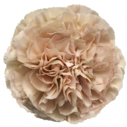 CLAVEL COLOMBIANO FANCY ANTIQUE