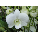 SANTOS-DENDRO BLANCO EX 