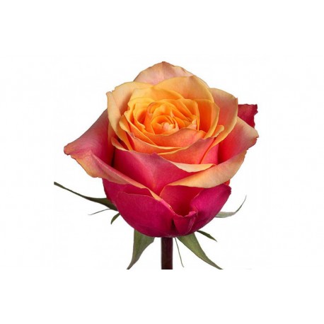 SANTOS-ROSA ECU NARANJA 50 CM X25