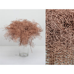 CORAL FERN PRESERVADO COBRE