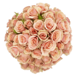 ROSA ECU RAMIFICADA ROSA 50 CM