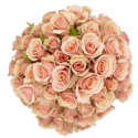ROSA ECU RAMIFICADA ROSA 50 CM