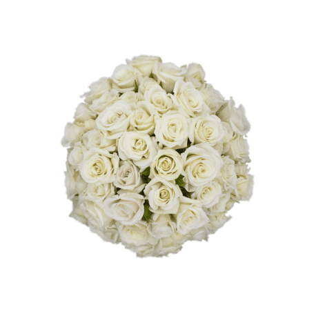 ROSA ECU RAMIFICADA BICOLOR BLANCA/ROSA 50 CM