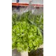 HORTENSIA VERDE COLOMBIA 60 CM